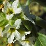 European Heliotrope (Heliotropium europaeum): Native to Europe, Asia & North Africa. Each flower is less than 1/8" across.
